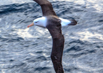 Black-browed albatross