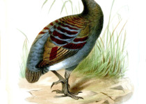 Black-browed Babbler