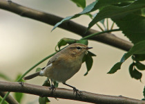 Black-browed Reed Warbler