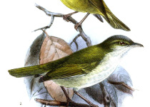 Black-browed Willow Warbler