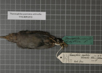 Black-capped Antshrike