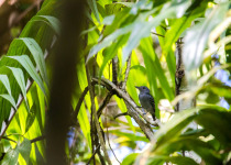 Black-capped Antshrike
