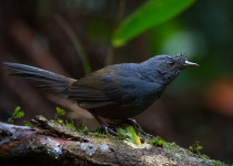 Black-capped Antwren