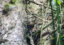 Black-capped Antwren
