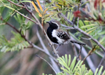 Black-capped Antwren
