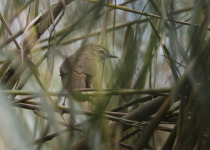 Black-capped Babbler