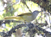 Black-capped Babbler