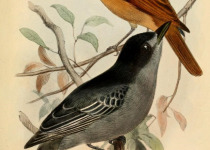 Black-capped Becard