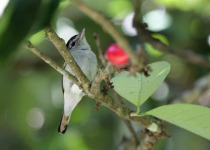 Black-capped Becard
