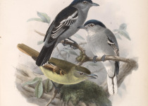 Black-capped Becard