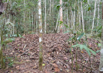 Black-capped Catbird