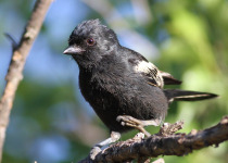 Black-capped Chickadee