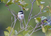 Black-capped Chickadee