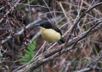 Black-capped Donacobius