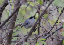 Black-capped Gnatcatcher