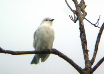 Black-capped Hemispingus