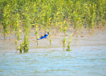 Black-capped Kingfisher