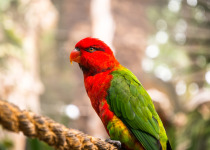 Black-capped lory