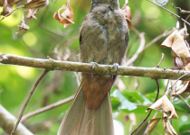 Black-capped Piprites