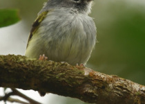 Black-capped Pygmy-Tyrant