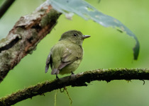 Black-capped Pygmy Tyrant