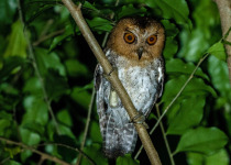 Black-capped Scops Owl