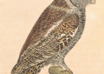 Black-capped Screech Owl