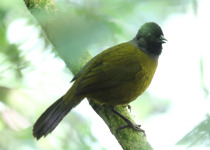 Black-capped Sparrow