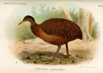 Black-capped Tinamou
