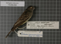 Black-capped Tyrannulet