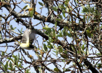 Black-capped Vireo
