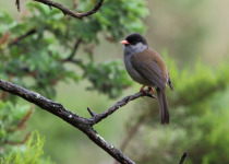 Black-capped Warbler