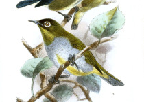Black-capped White-eye