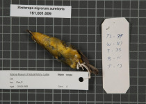 Black-capped White-eye