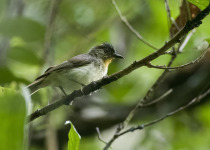 Black-capped Woodpecker