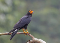 Black Caracara