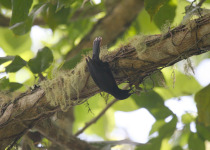 Black Catbird