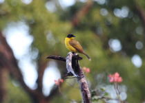 Black-cheeked Ant Tanager