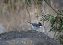 Black-cheeked Ant-Tanager