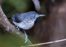 Black-cheeked Ant Tanager