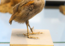 Black-cheeked gnateater