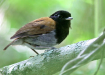 Black-cheeked Gnateater