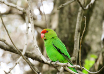 Black-cheeked Lovebird