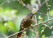 Black-cheeked Treehunter