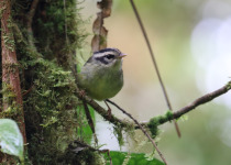 Black-cheeked Warbler