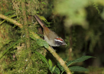 Black-cheeked Warbler