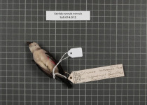 Black-cheeked Waxbill