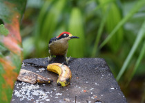 Black-cheeked woodpecker