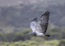 Black-chested Buzzard-Eagle