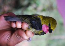 Black-chested Honeyeater